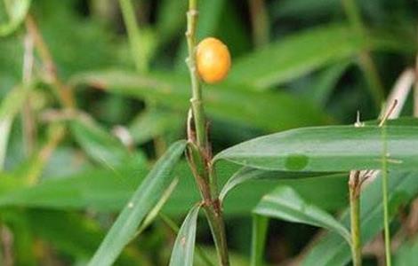 高良姜的栽培技术 高良姜植株