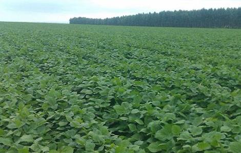 红小豆的种植技术（红小豆的种植技术和管理）