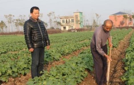 油菜种植的田间管理（油菜栽培和田间管理）