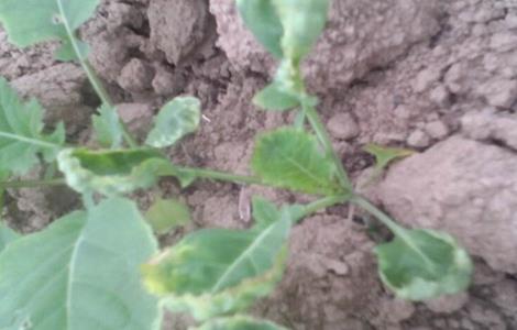 油菜红叶的原因及解决方法 预防油菜红叶的方法有哪些