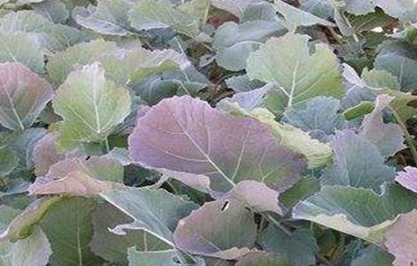 油菜缺硼症状及防治方法(油菜缺硼会得什么病)