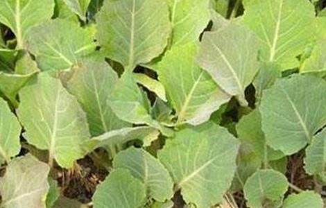 油菜缺硼症状及防治方法