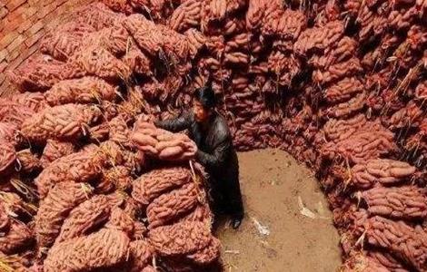 防止红薯烂窖新诀窍 红薯烂窖是怎么解决