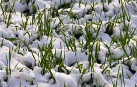 小麦越冬期如何管理（小麦越冬管理技术要点）