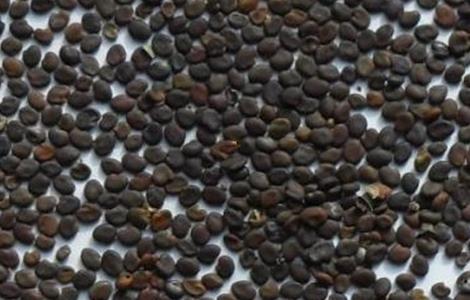 药材种子播种前几种处理方法 药材种子播种前几种处理方法视频