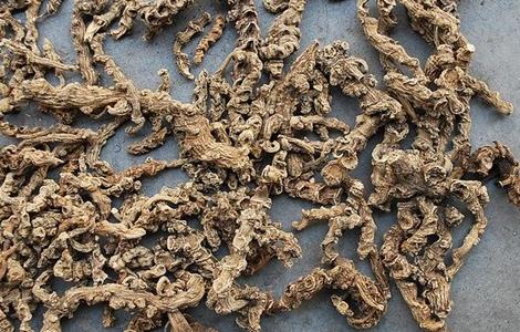 竹节参常见病虫害及防治（竹节参的种植技术）