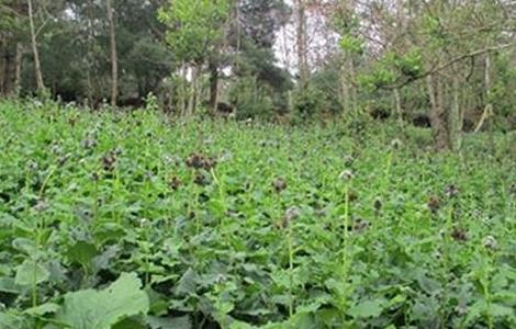 云木香种植需要注意什么（云木香种植需要注意什么事项）