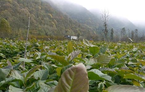 辛夷种植的注意事项（辛夷的种植方法）