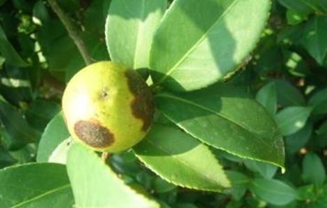 油茶的病虫害防治技术（油茶病虫害防治技术和治理）