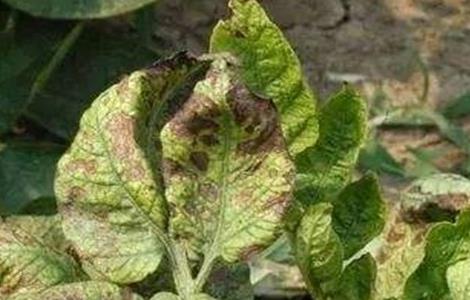 马铃薯花叶病防治方法 马铃薯花叶病症状