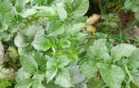 马铃薯花叶病防治方法