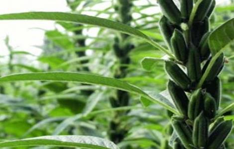 芝麻倒伏原因及防治措施（芝麻倒伏后要怎样处理）