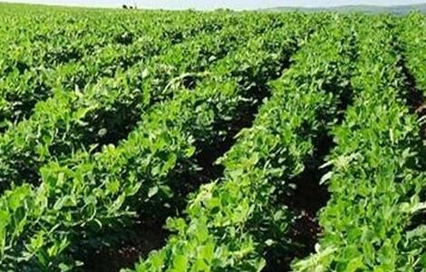 花生控旺技术（花生控旺土办法）