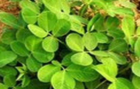 花生清棵蹲苗技术（花生清棵蹲苗技术视频）