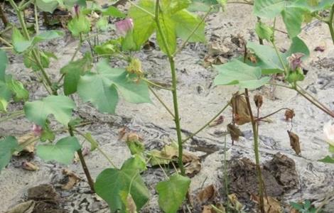 棉花肥害原因及防治方法(棉花肥害原因及防治方法图片)