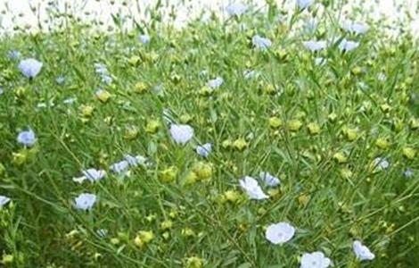 亚麻的施肥技术 亚麻种植技术及用途