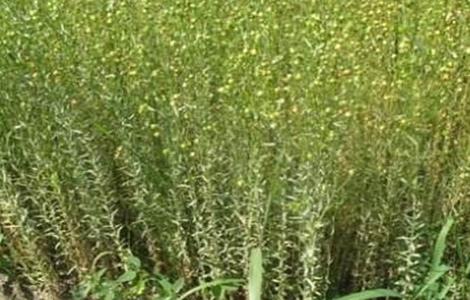 亚麻的施肥技术