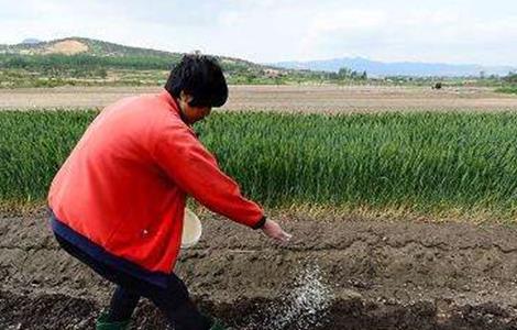 花生施肥时间及方法（花生施肥时间及方法视频）
