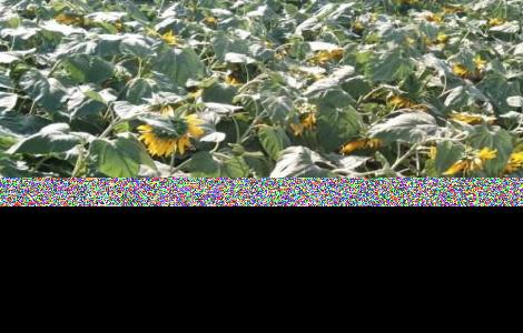 种植向日葵如何防治倒伏 向日葵的种植技巧