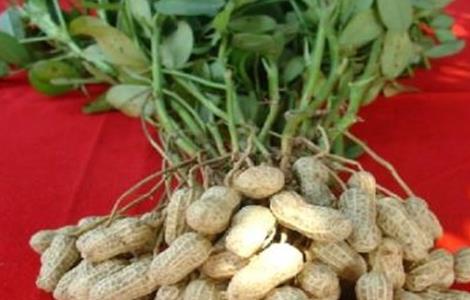 花生种子贮藏方法（花生种子贮藏方法视频）