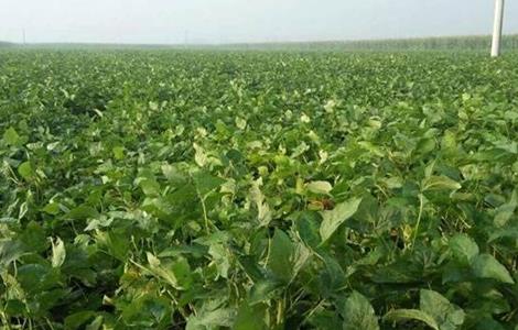 早熟毛豆栽培管理技术（晚熟毛豆栽培技术）