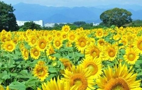 向日葵的田间管理技术(向日葵的栽培管理技术)