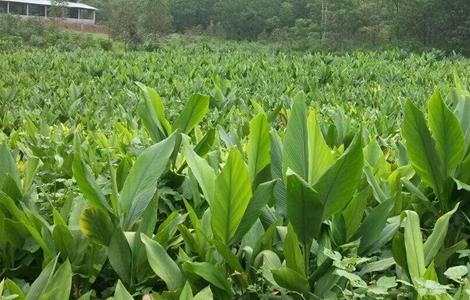 姜黄种植需要注意哪些问题 姜黄种植需要注意哪些问题视频