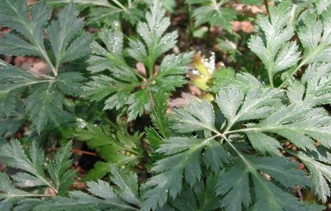 黄连如何进行田间管理（黄连栽培技术百度文库）