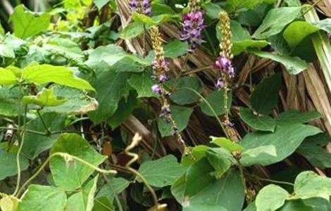 葛根的田间管理要点 葛根的栽培与管理