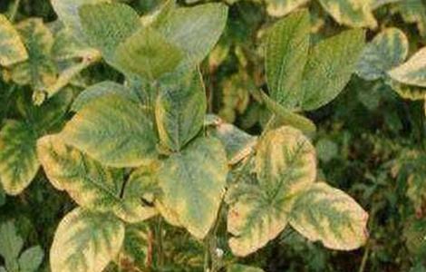 大豆缺素症状及防治方法(大豆缺素症状图片)