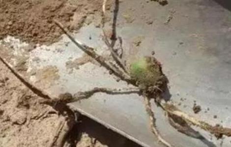 玉米有根无芽的原因及预防方法（玉米有根无芽的原因及预防方法图片）