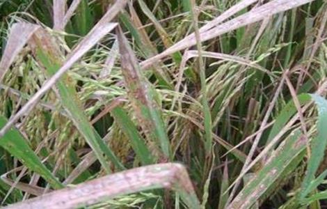 水稻药害症状及防治方法（水稻药害症状及防治方法图片）