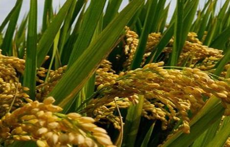 杂交水稻高产栽培技术 杂交水稻高产栽培技术视频