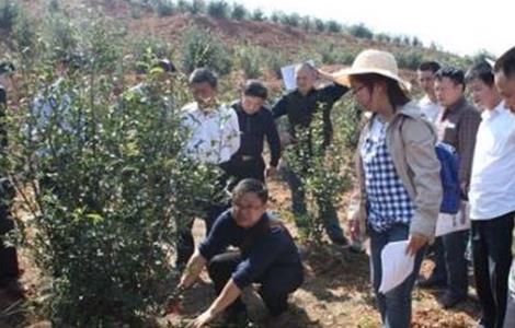 油茶的种植技术