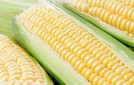 水果玉米的种植技术 水果玉米种植技术最佳时间