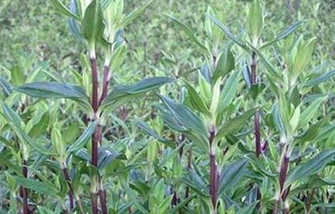 龙胆草种植注意事项(龙胆草种植条件)