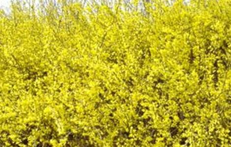 连翘的种植技术 连翘的种植技术要点