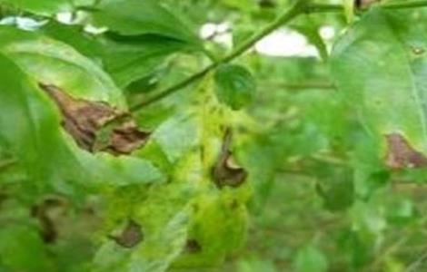 连翘病虫害防治技术 连翘病虫害防治技术视频