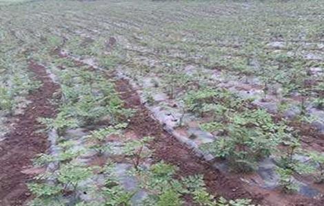 当归早期抽薹原因及防治方法（当归早期抽薹原因及防治方法是什么）