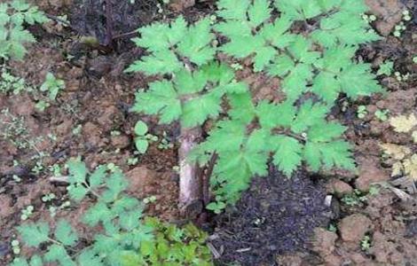 当归早期抽薹原因及防治方法