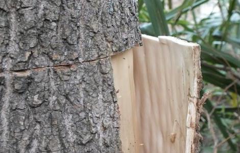 杜仲环剥技术及注意事项（杜仲环剥技术及注意事项有哪些）