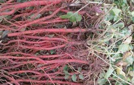 紫丹参种植技术（紫丹参种植技术与管理）