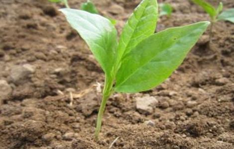 辛夷的繁殖方法（辛夷的种植方法）