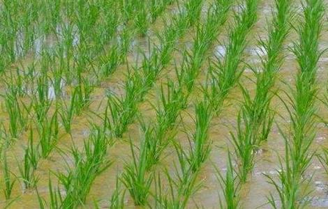 水稻洪涝灾害后该怎么办（水稻洪涝灾害应急措施）