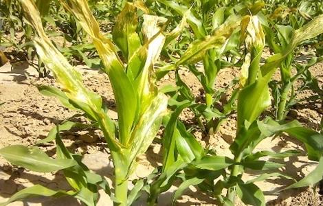 玉米死苗的原因及防治(玉米死苗的原因及防治视频)