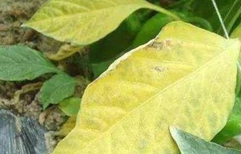 大豆黄叶、死苗原因及防治方法（豆苗黄叶病）