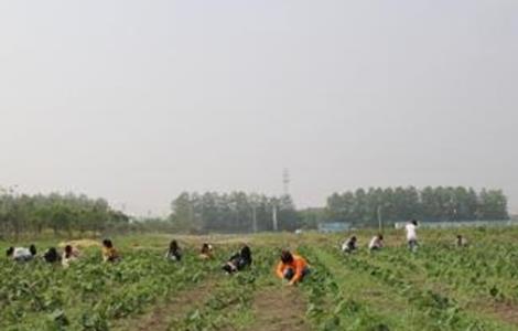 红花田间管理技术（红花田间管理技术培训）