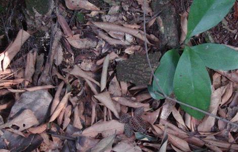 金线莲种植环境要求（金线莲种植环境要求是什么）