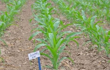 玉米种肥选择及注意事项 玉米苗期施什么肥