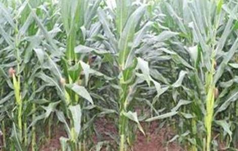 玉米不抽雄穗原因及防治措施（玉米不抽雄穗原因及防治措施图片）